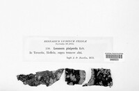 Lecanora albellula var. albellula image